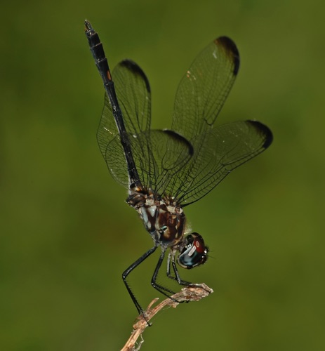 Male
2006_07_15_Floyd